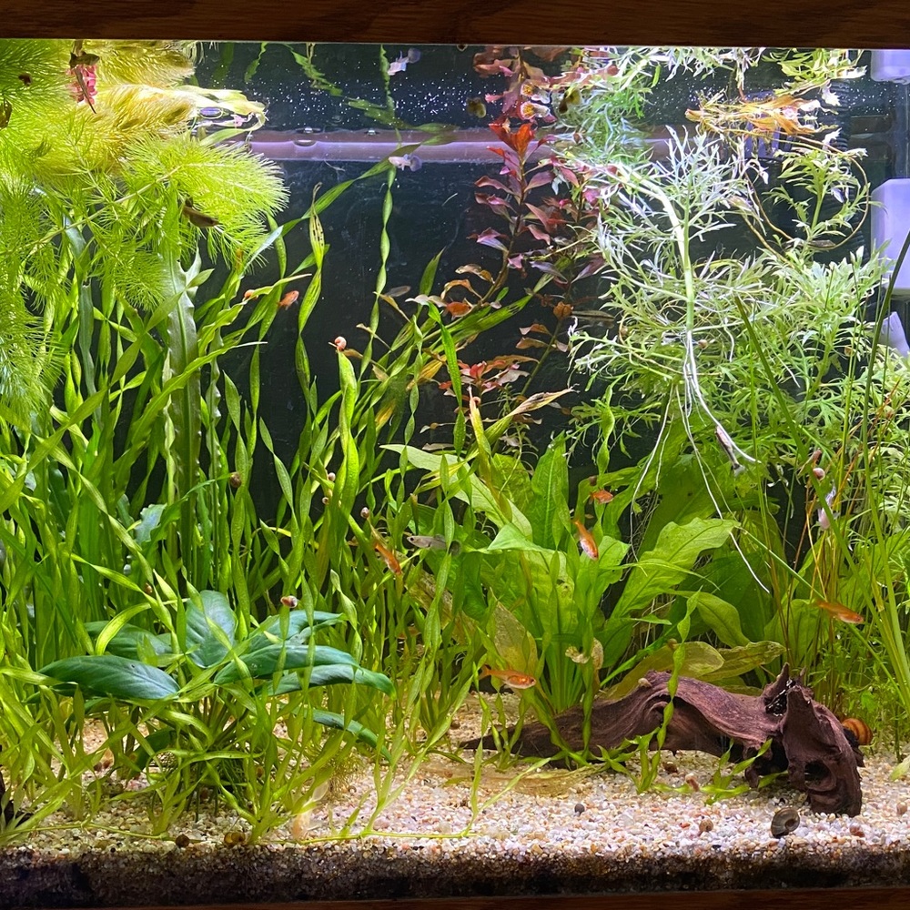 Live Aquarium Plants: Corkscrew Valisenaria